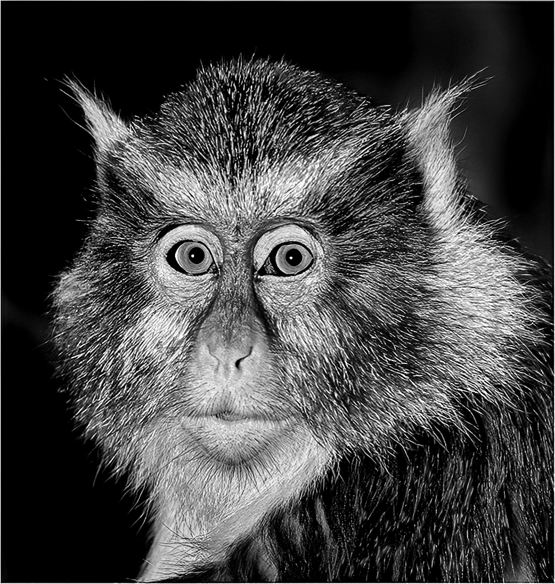 Forrest Marjorie Wolf Monkey Print   Mono   Class A 20251112